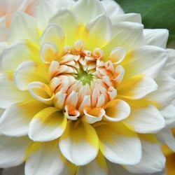 Dahlias, Dahlia Types, dahlia Varieties, Cactus Dahlias, Semi Cactus Dahlias, Decorative Dahlias, Pompon Dahlias, Ball Dahlias, Anemone Dahlias, Collarette Dahlias, Mignon Dahlias, Single Dahlias, Peony Dahlias, Orchid Dahlias, Waterlily Dahlias
